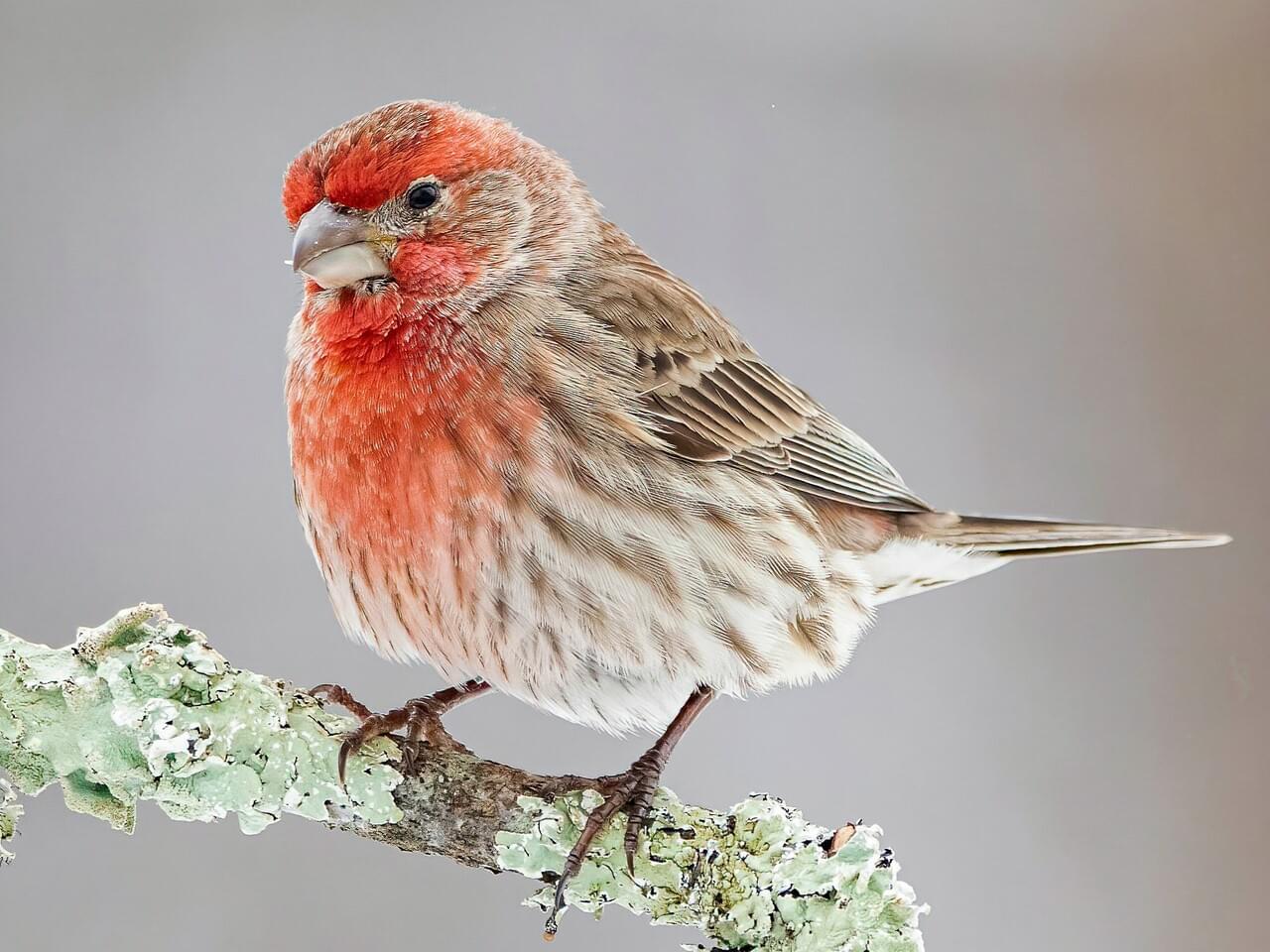 House Finch