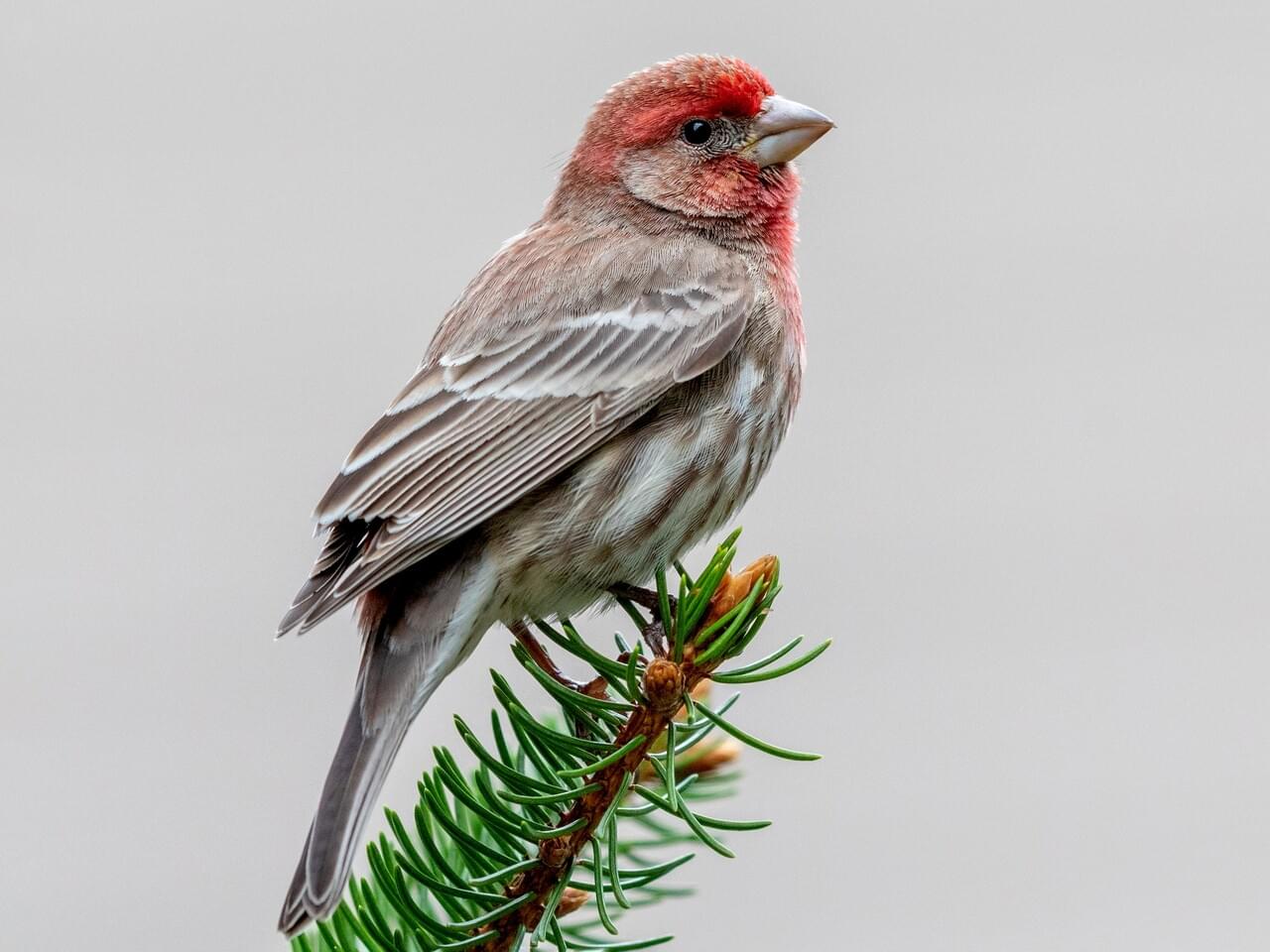 House Finch