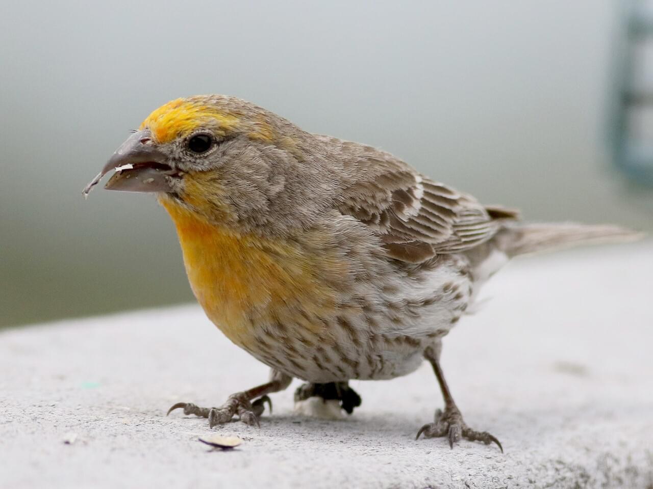 House Finch