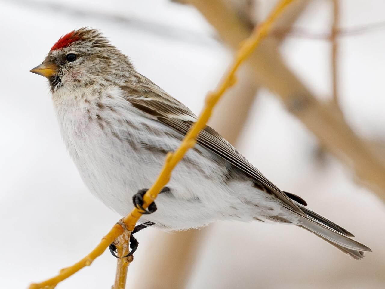 Common Redpoll