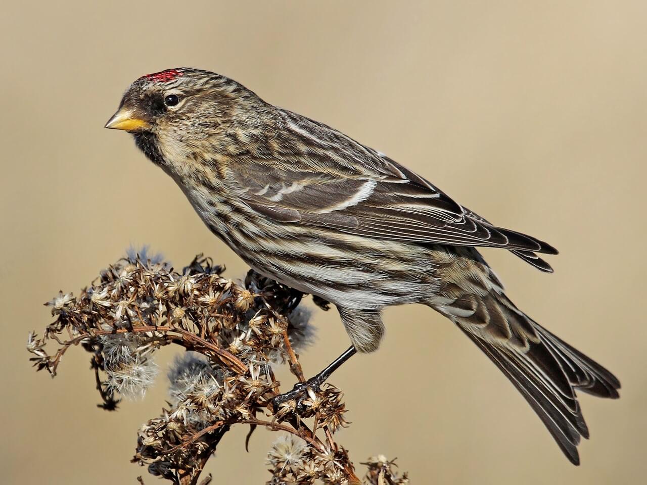 Common Redpoll