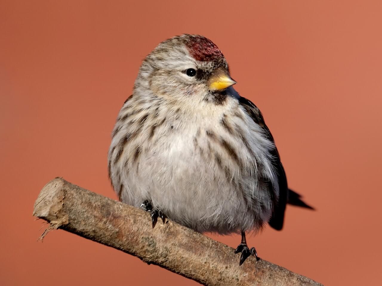 Common Redpoll