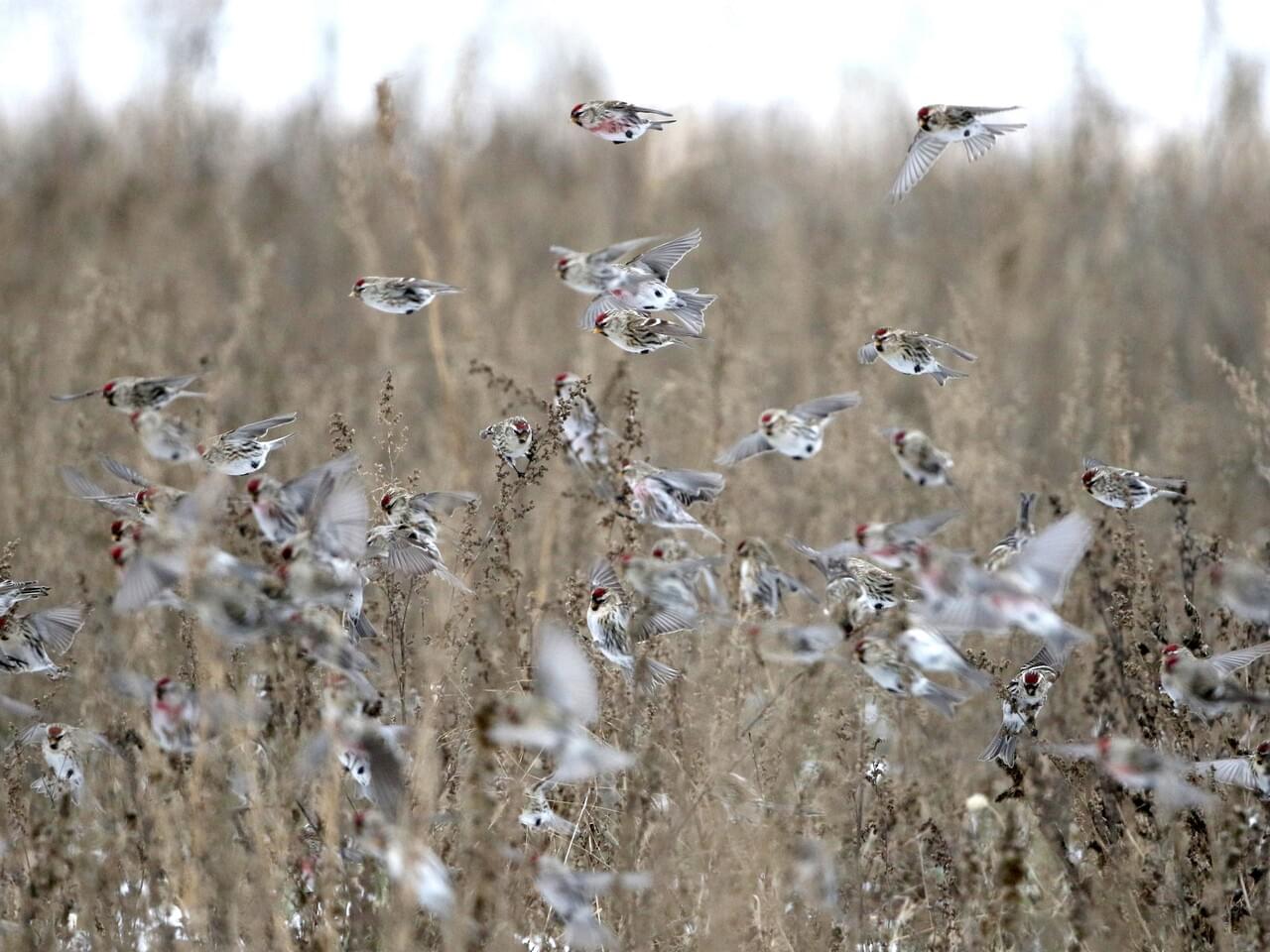 Common Redpoll