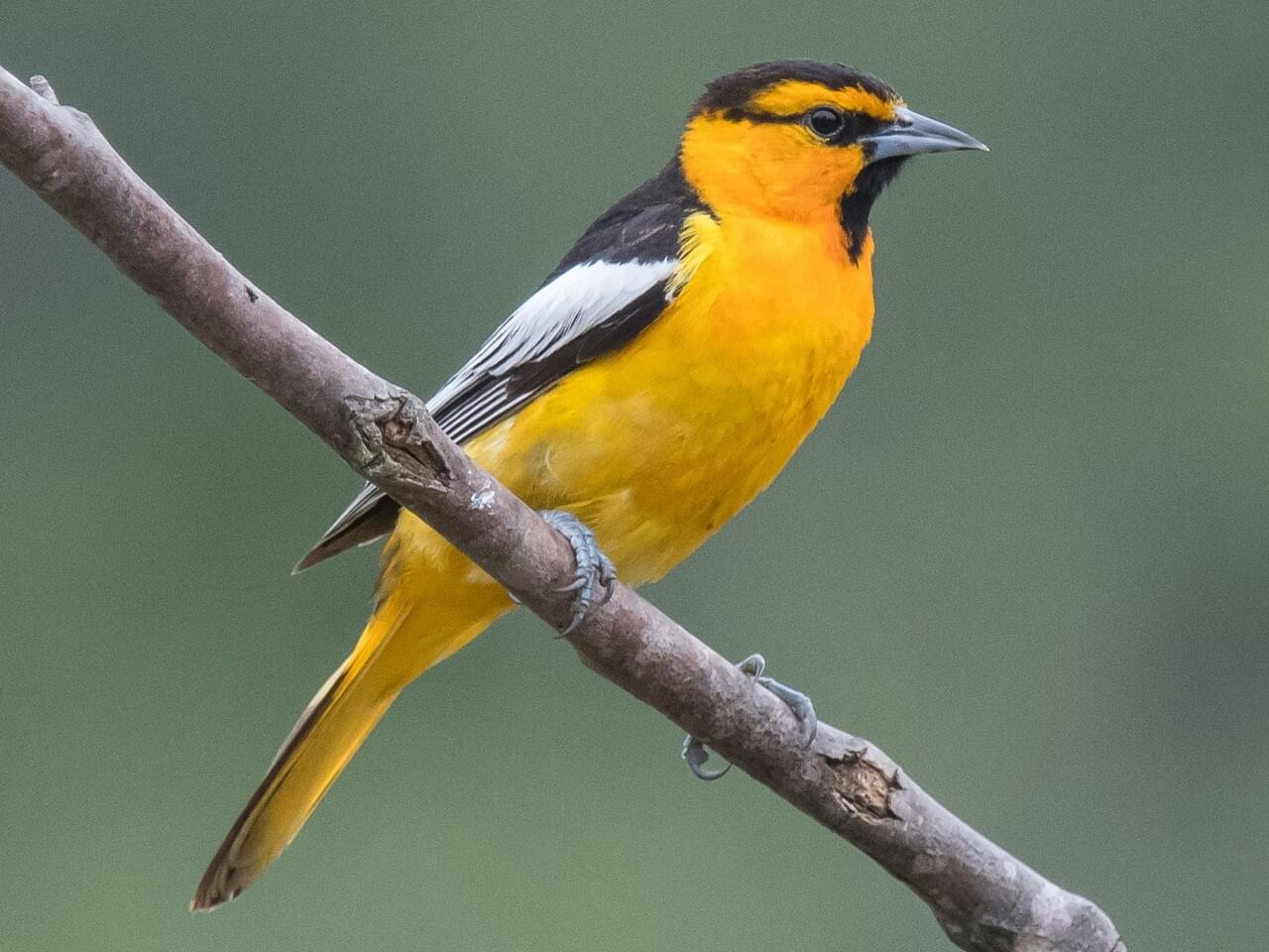 Bullock’s Oriole (west)