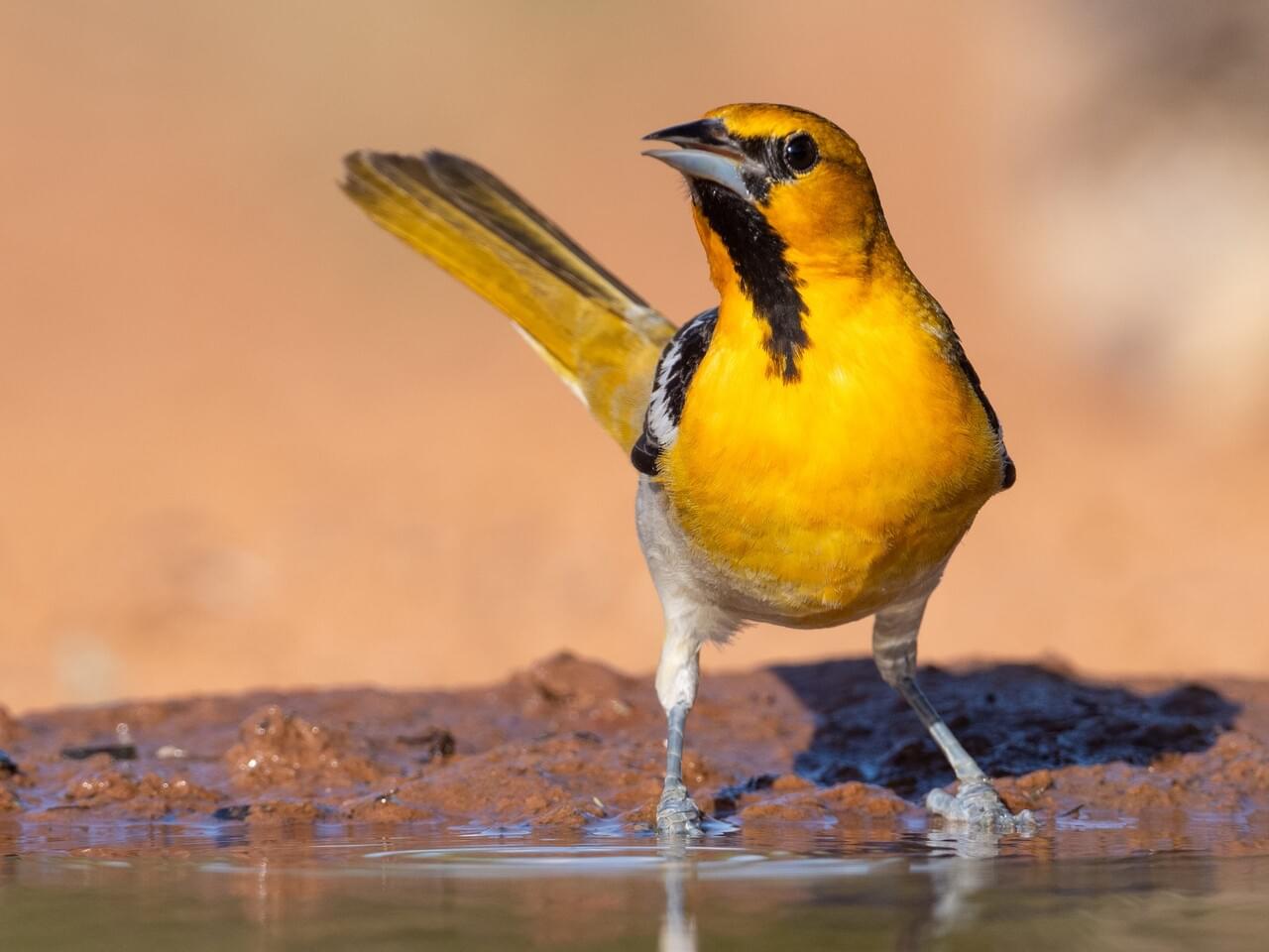 Bullock’s Oriole (west)