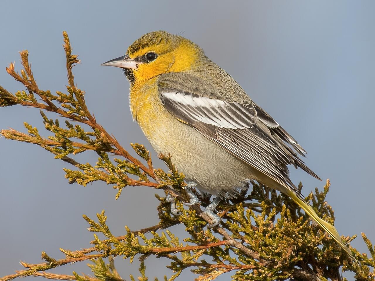 Bullock’s Oriole (west)