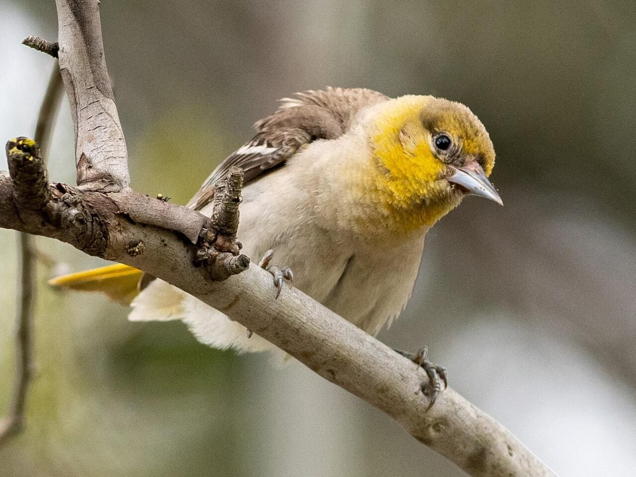 Bullock’s Oriole (west)