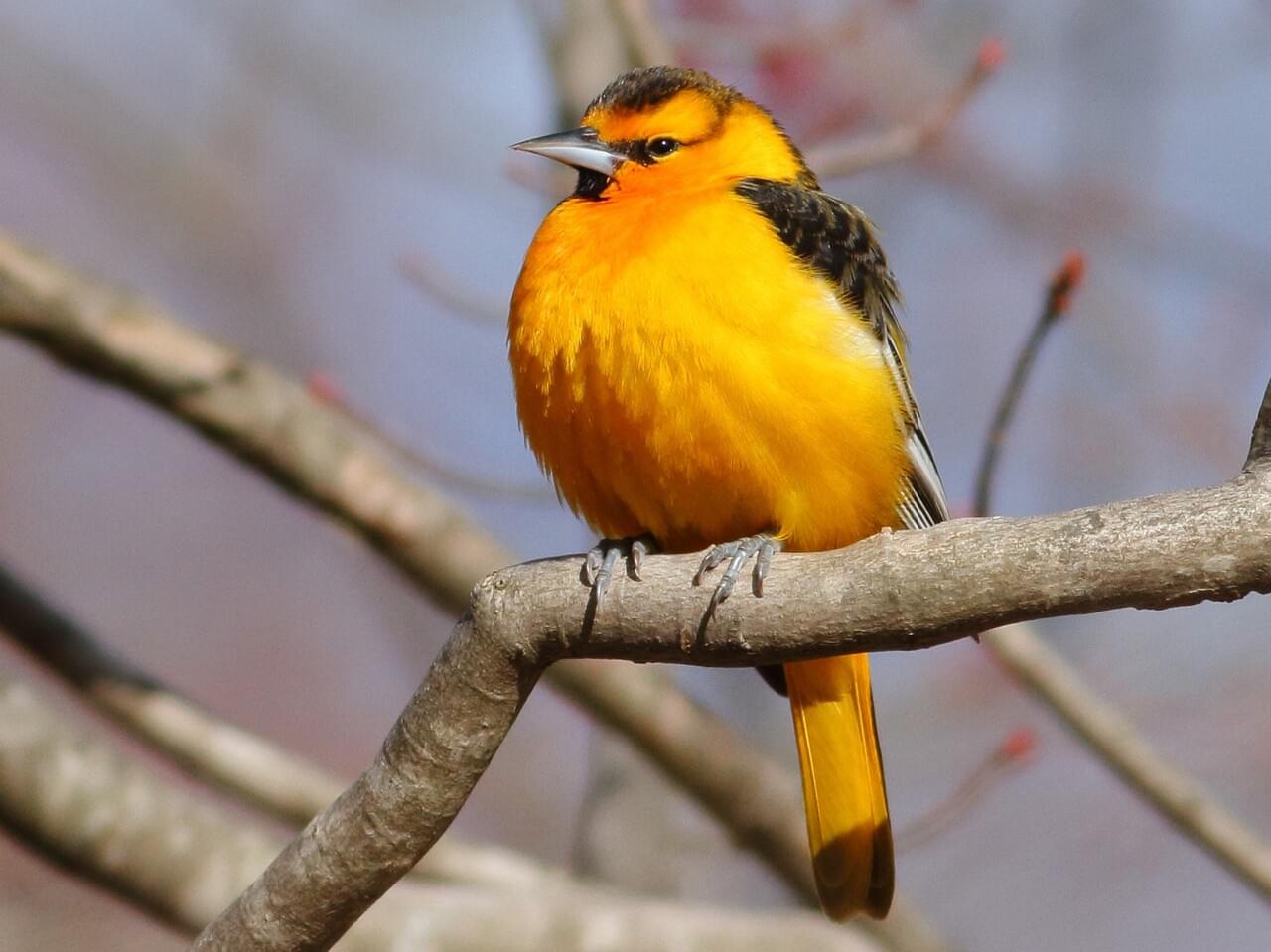 Bullock’s Oriole (west)