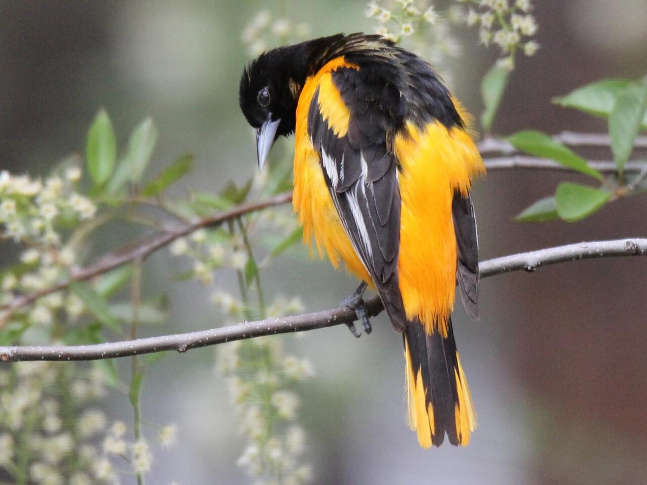 Baltimore Oriole (east)