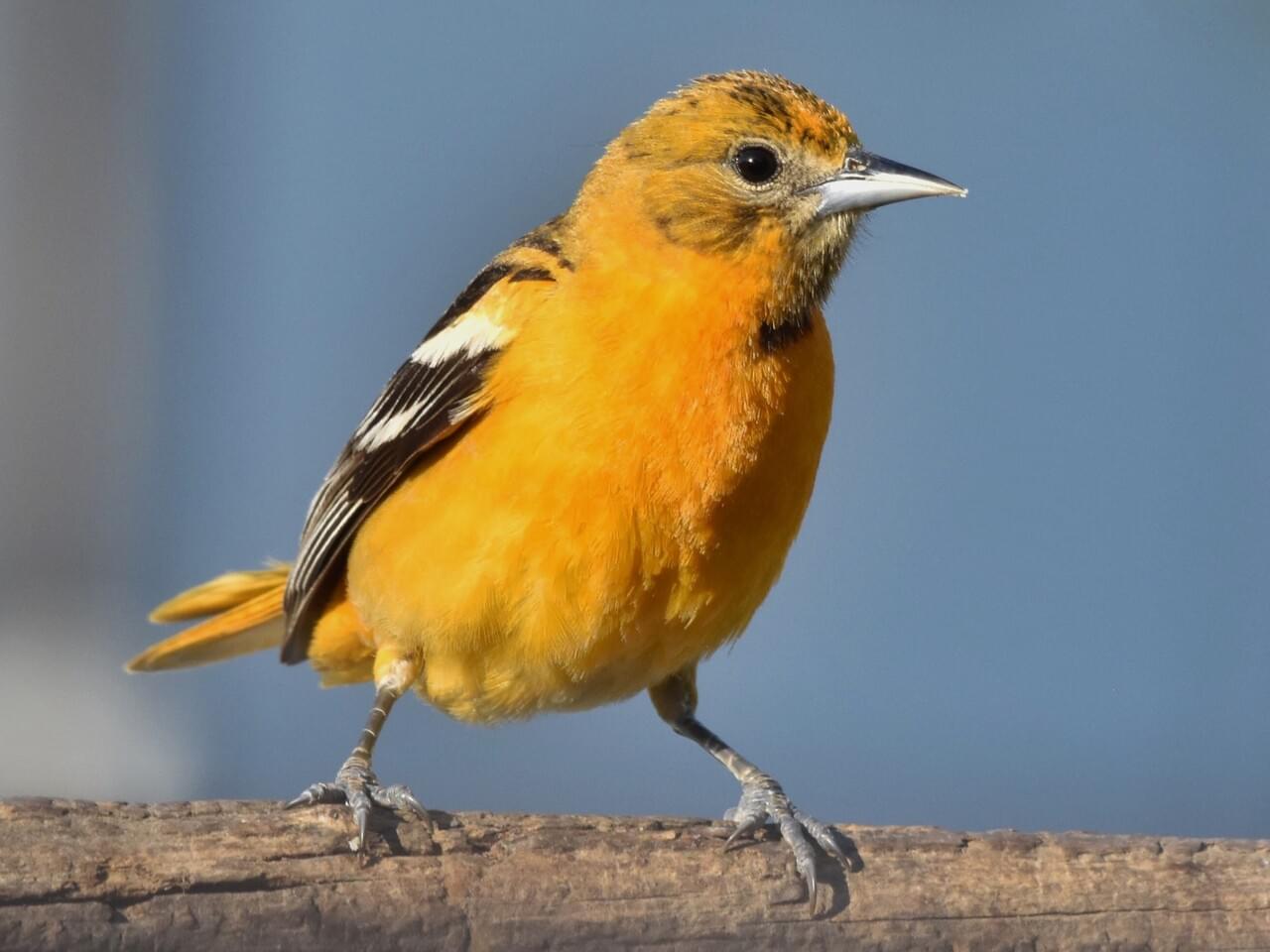 Baltimore Oriole (east)