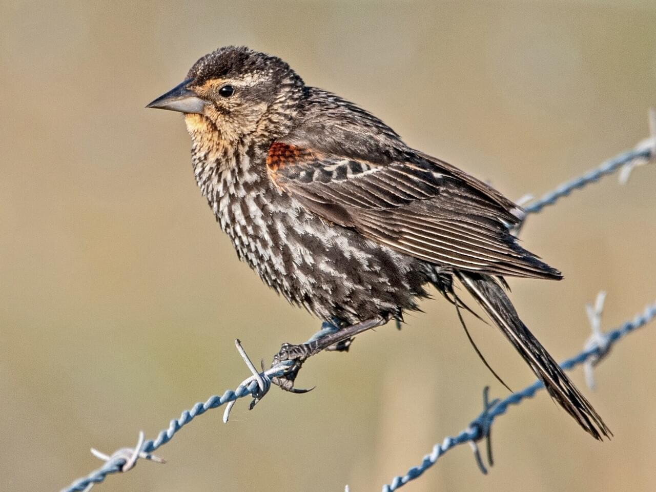 Red-winged Blackbird