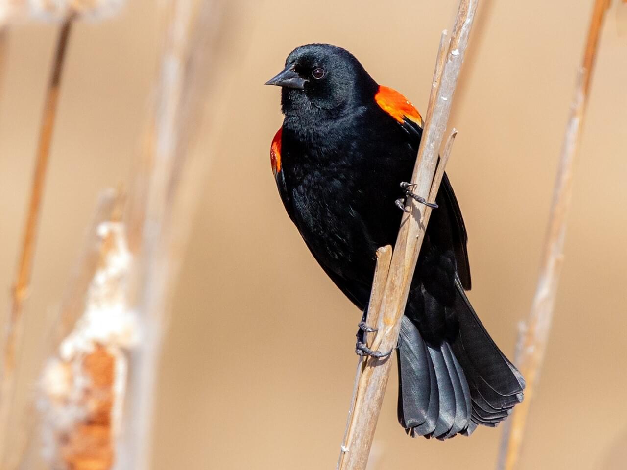 Red-winged Blackbird