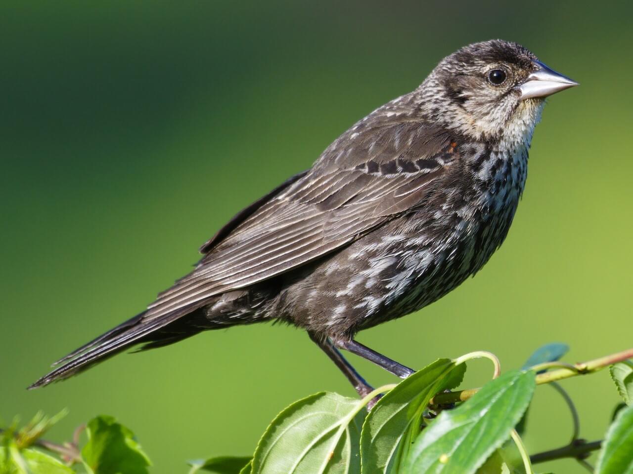 Red-winged Blackbird