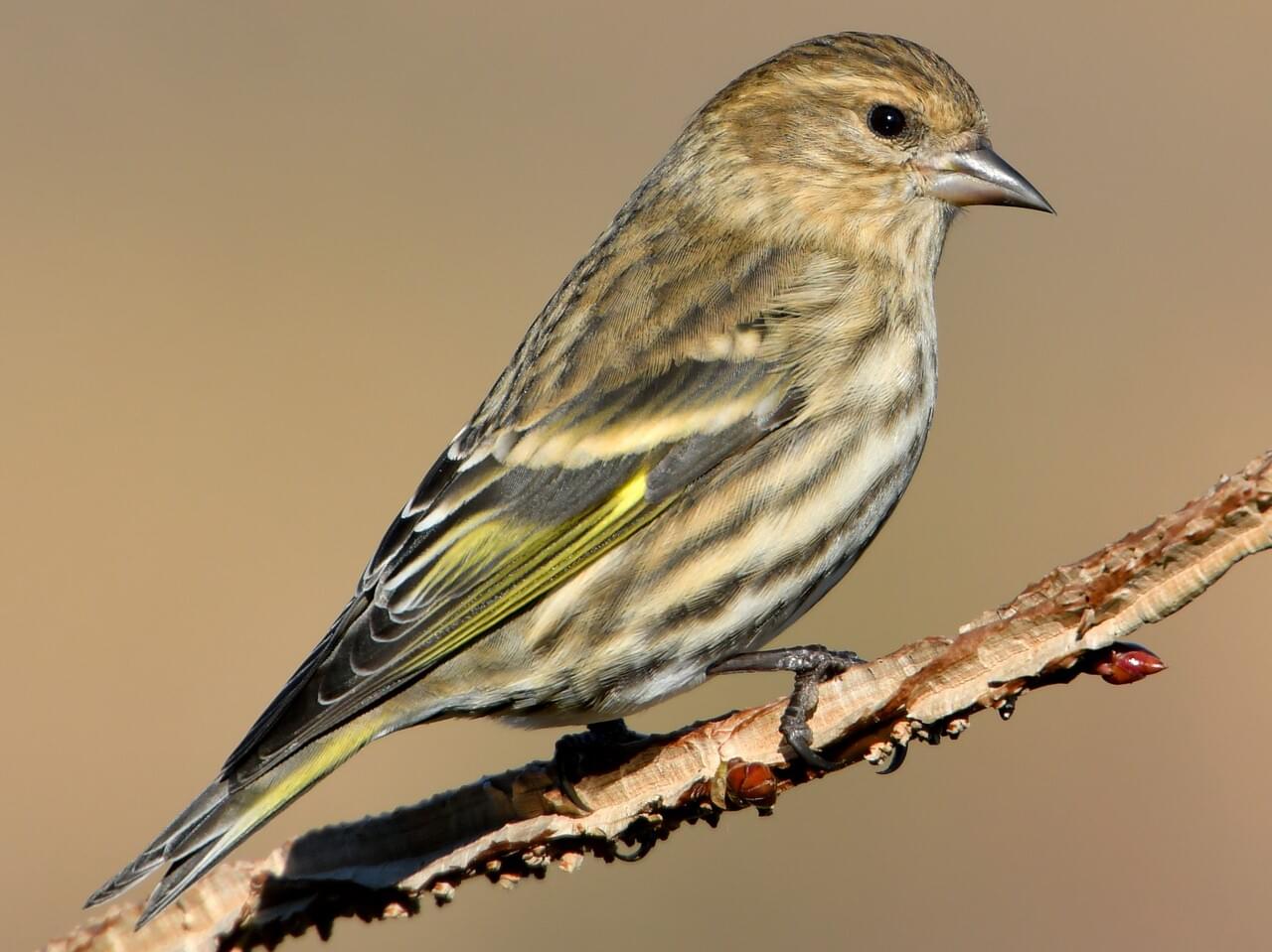 Pine Siskin