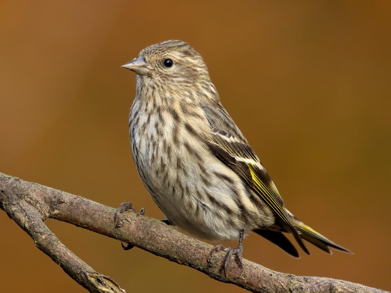 Pine Siskin