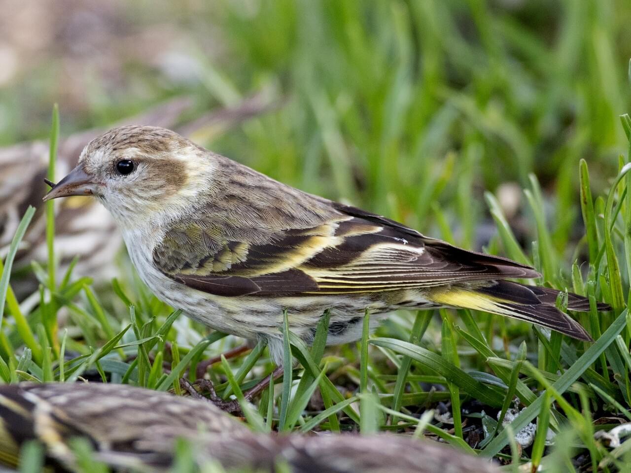 Pine Siskin