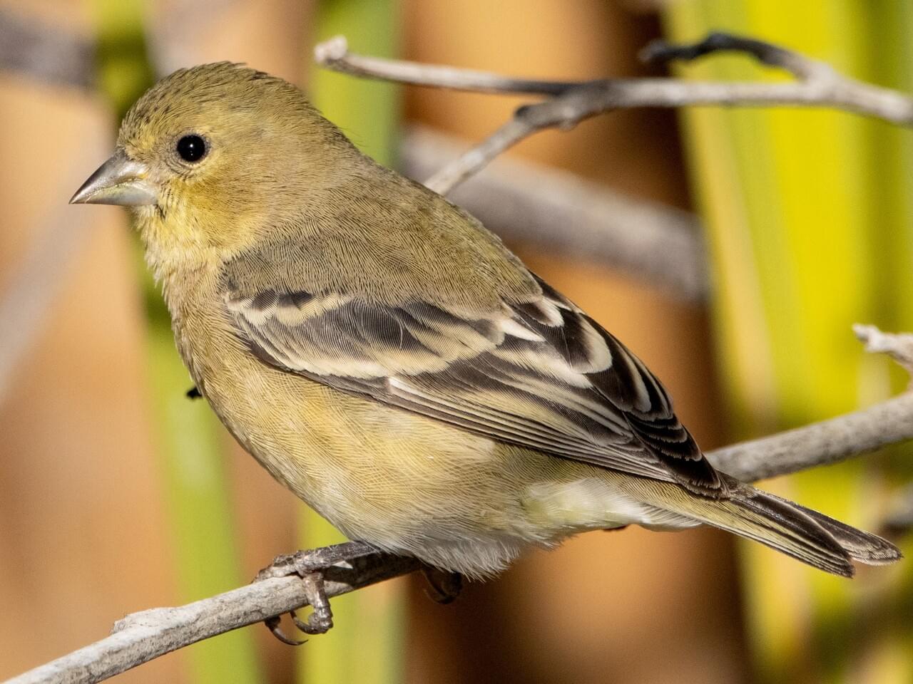 Lesser Goldfinch