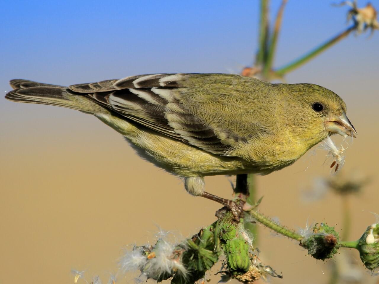 Lesser Goldfinch