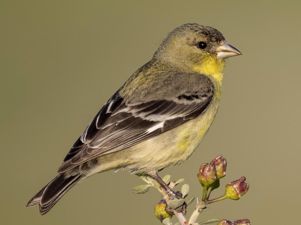 Lesser Goldfinch