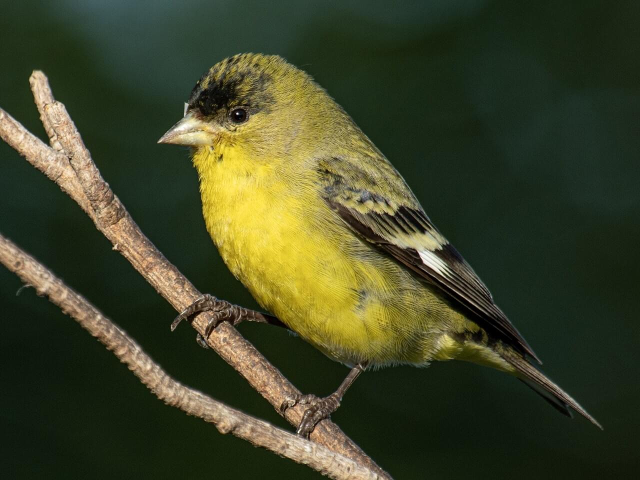 Lesser Goldfinch