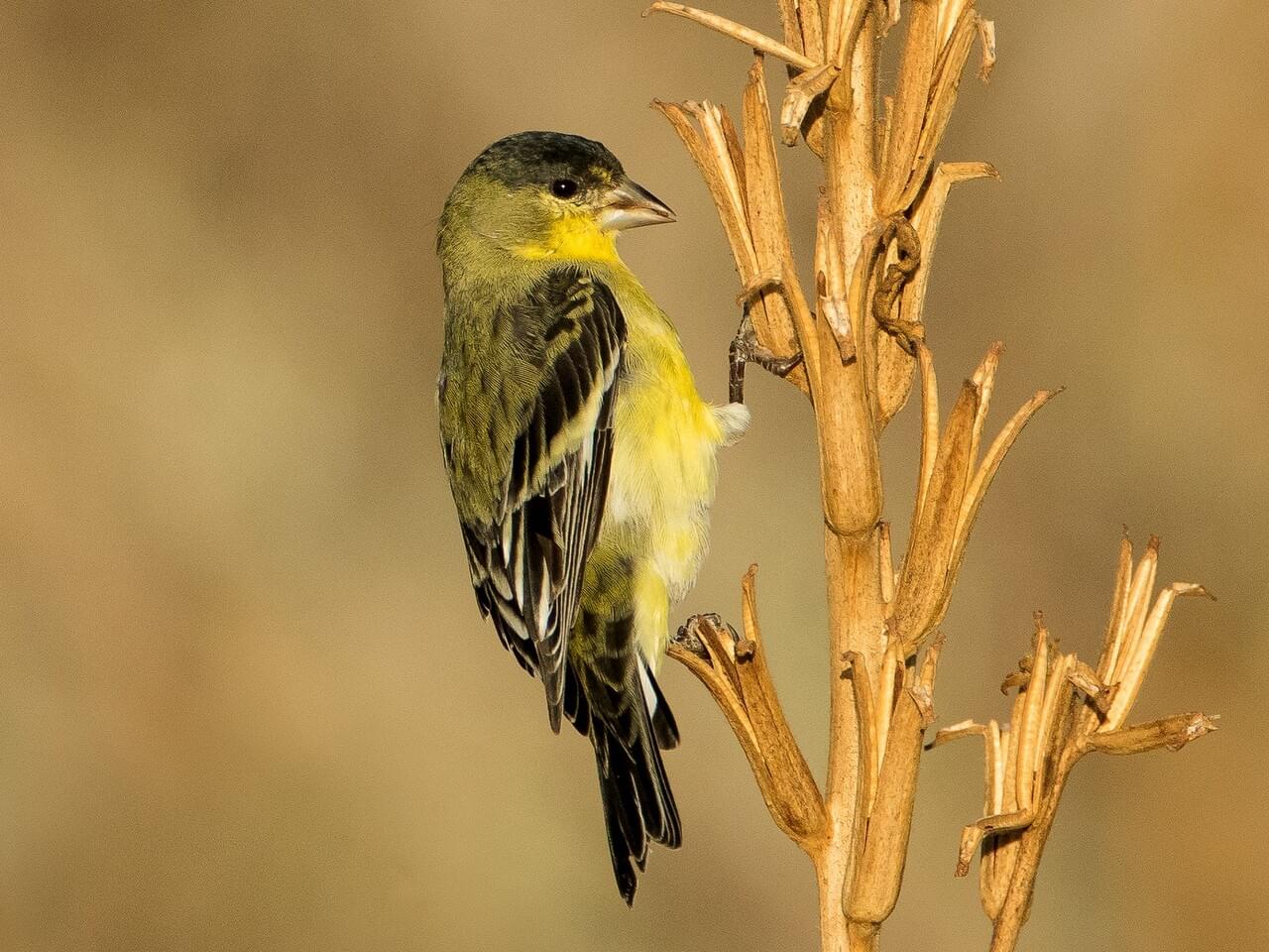 Lesser Goldfinch