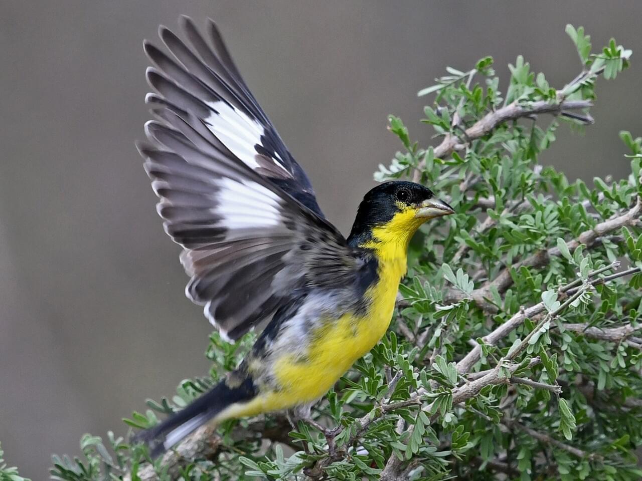 Lesser Goldfinch