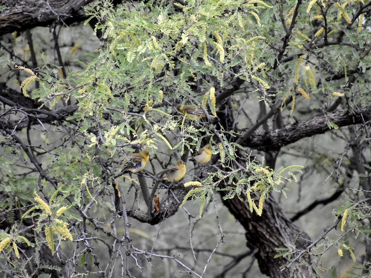 Lesser Goldfinch