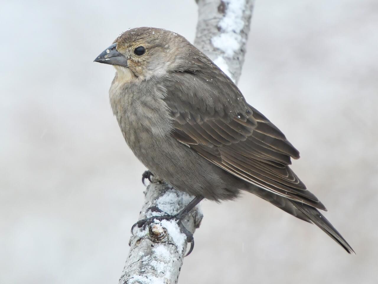 Brown-headed Cowbird