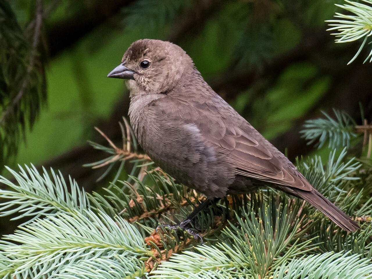 Brown-headed Cowbird