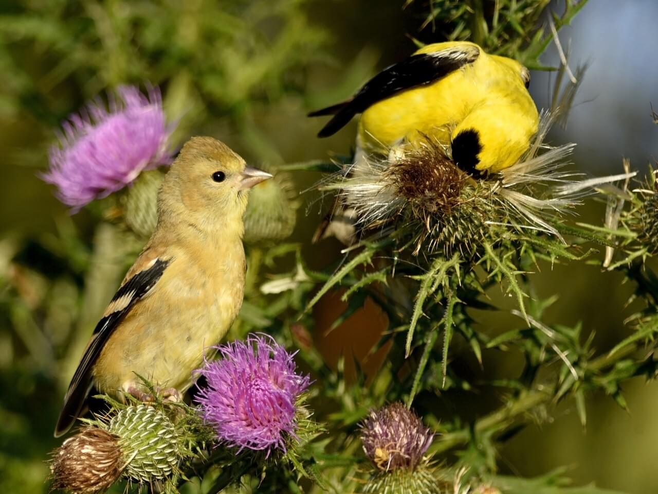 American Goldfinch