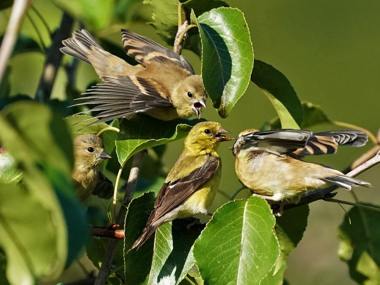 American Goldfinch