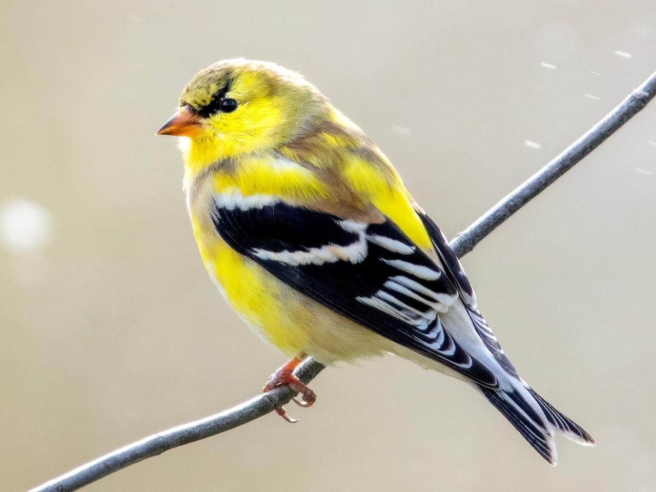 American Goldfinch