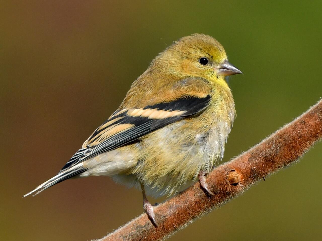 American Goldfinch