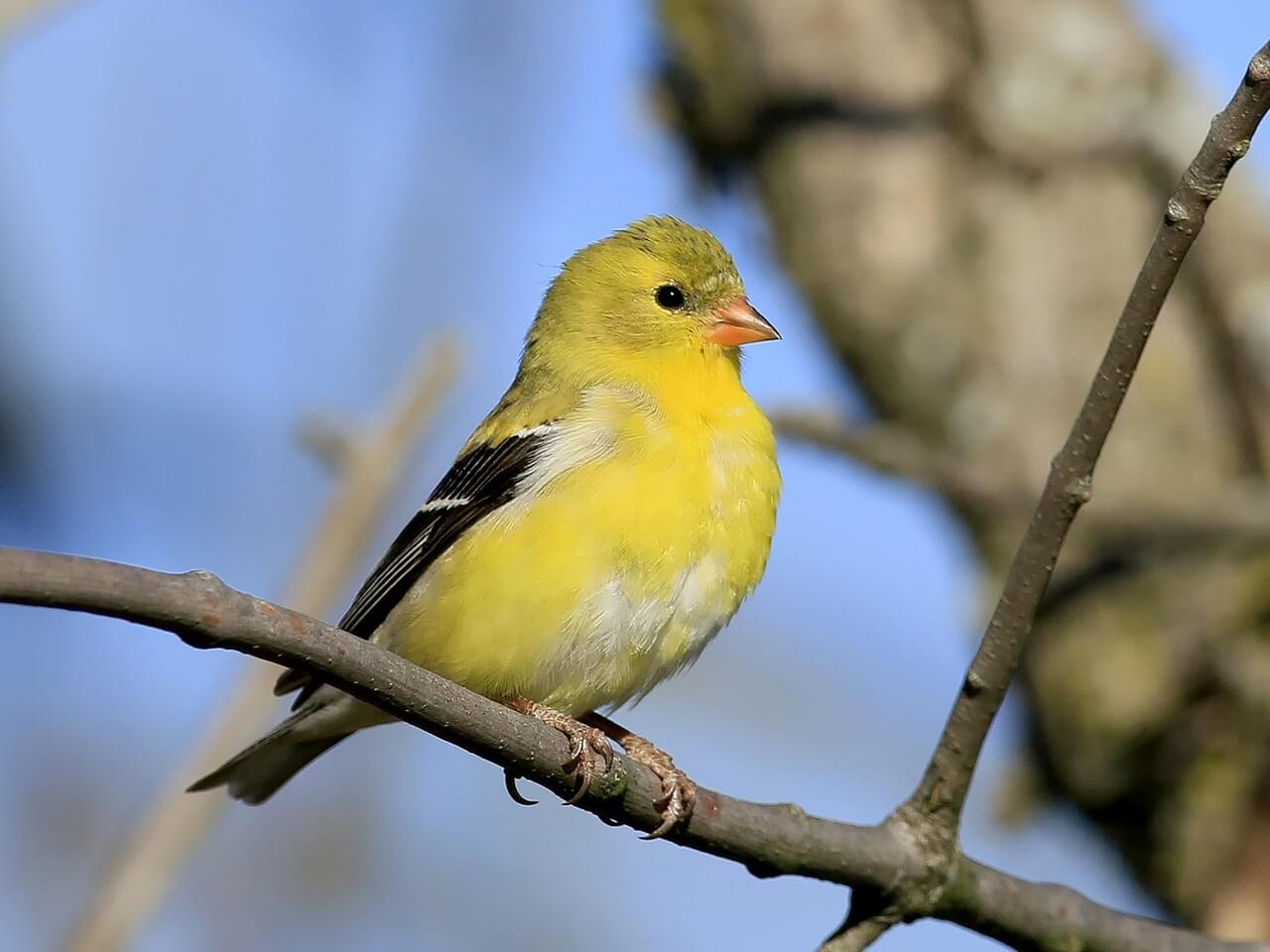 American Goldfinch