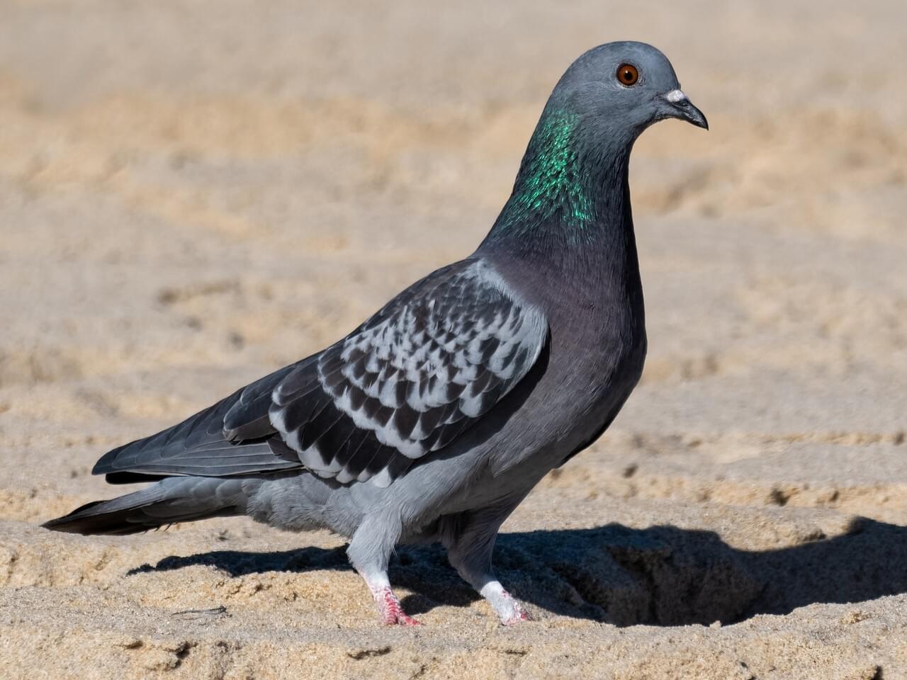 Rock Pigeon