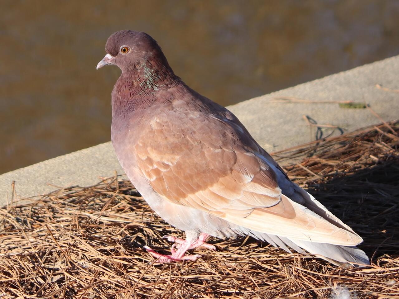 Rock Pigeon