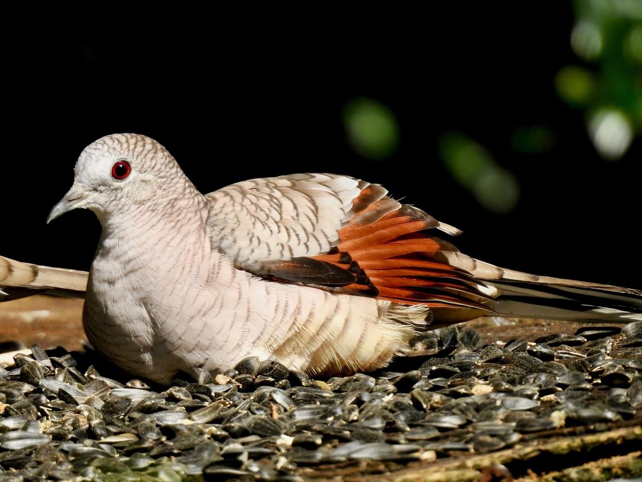 Inca Dove