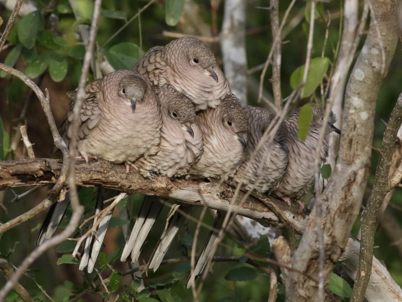 Inca Dove