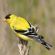 American Goldfinch