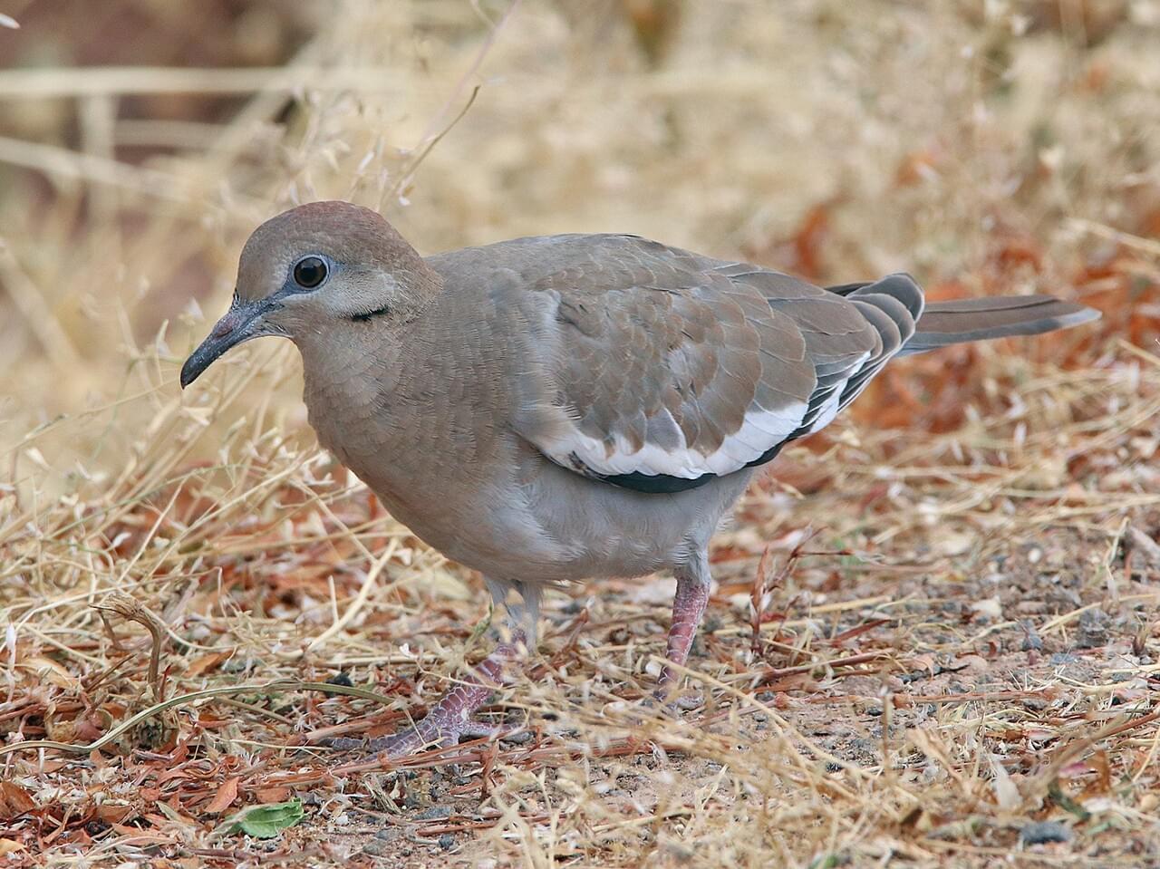 White-winged Dove