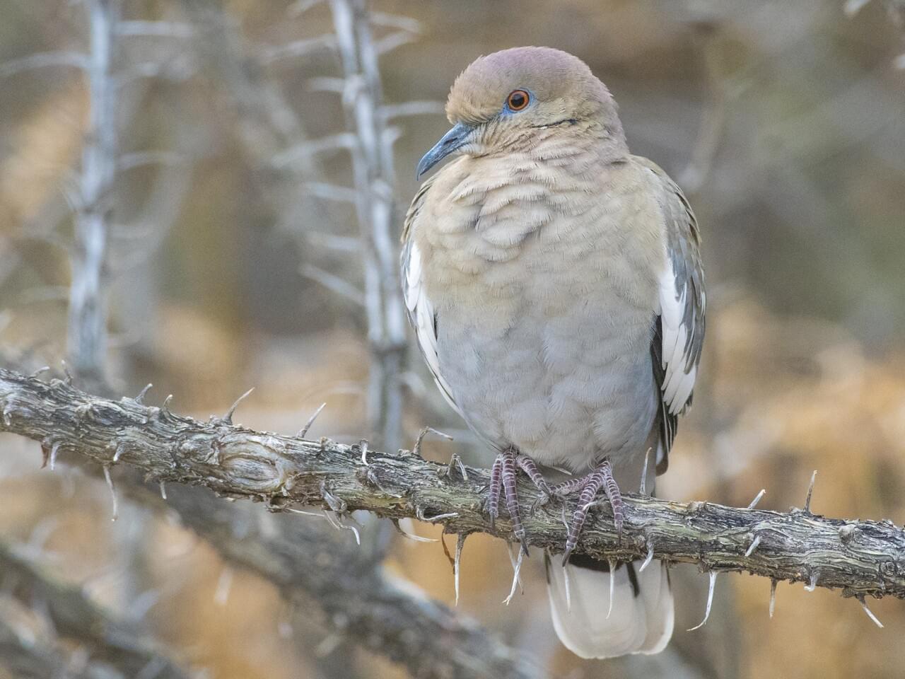 White-winged Dove