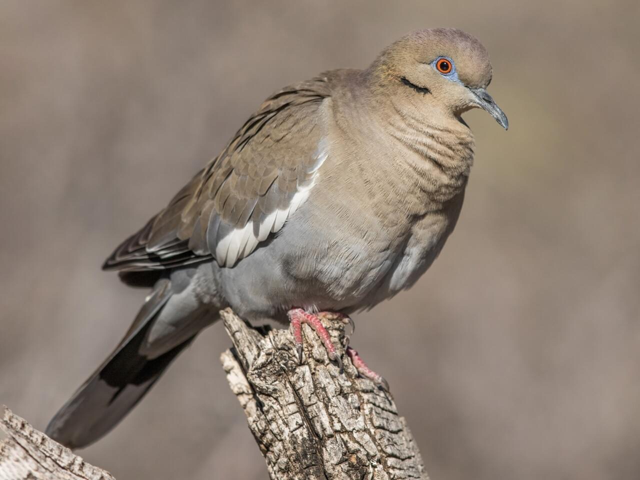 White-winged Dove