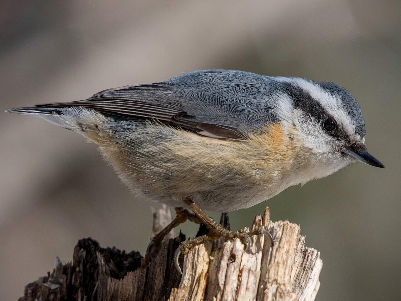 Red-breasted Nuthatch