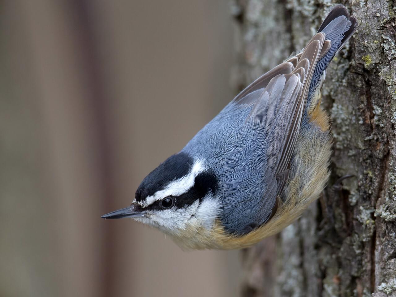 Red-breasted Nuthatch