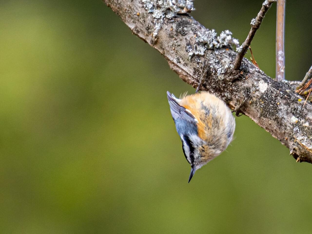 Red-breasted Nuthatch