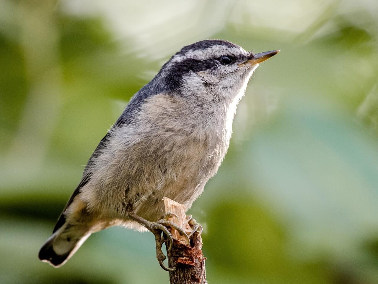 Red-breasted Nuthatch