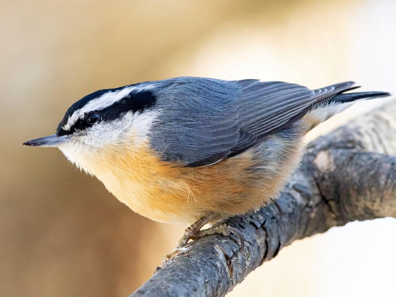 Red-breasted Nuthatch