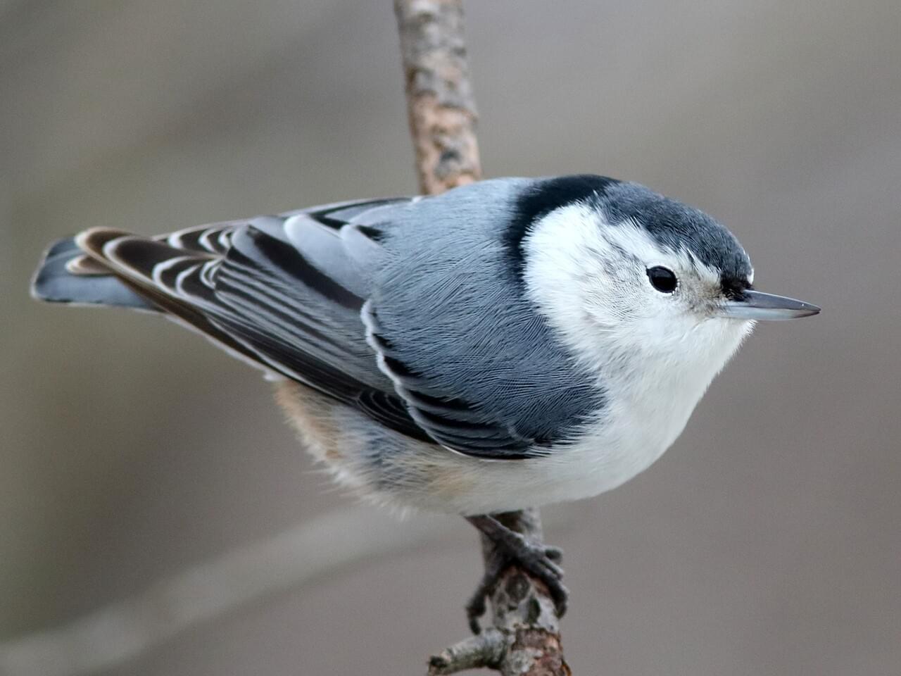 White-breasted Nuthatch