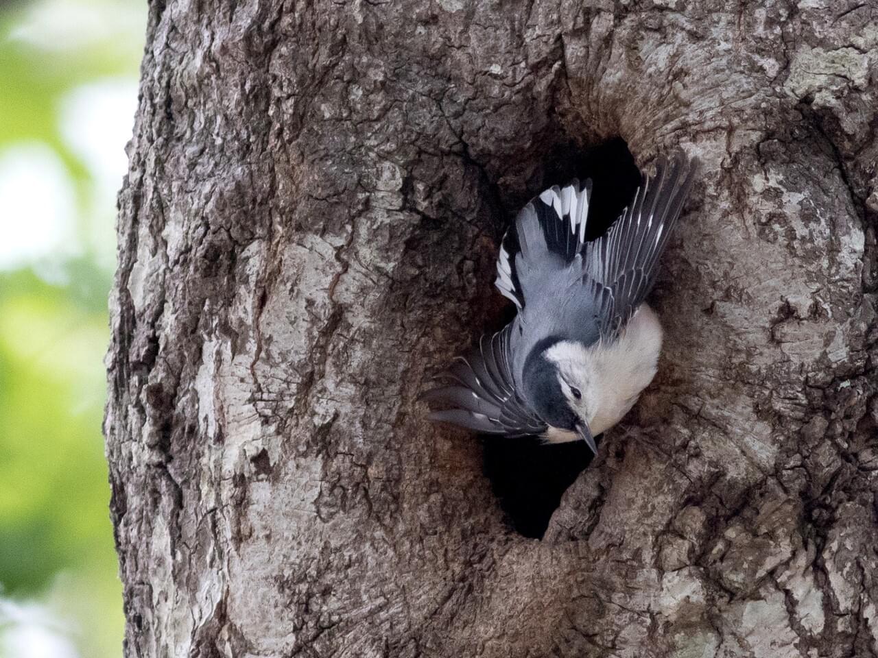 White-breasted Nuthatch