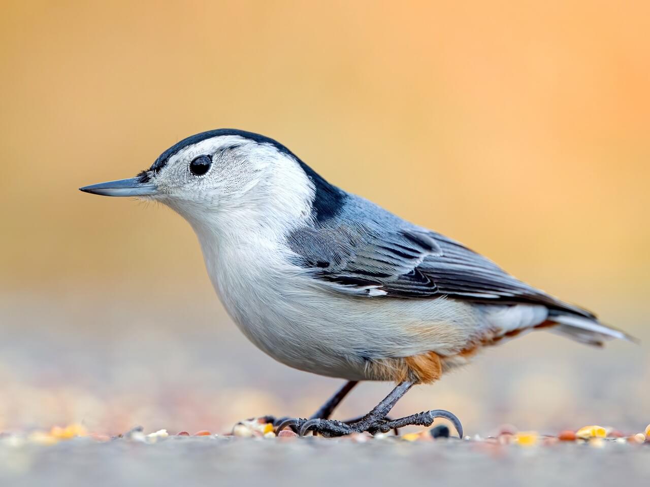 White-breasted Nuthatch